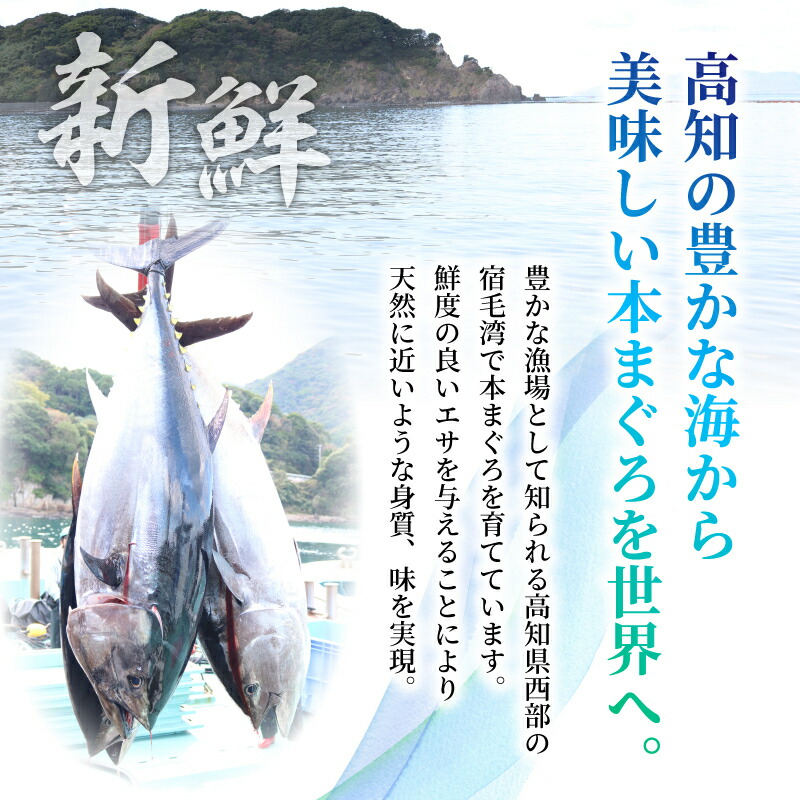 本マグロ3種セット (大トロ・中トロ・赤身)  約1kg  (高知道水)