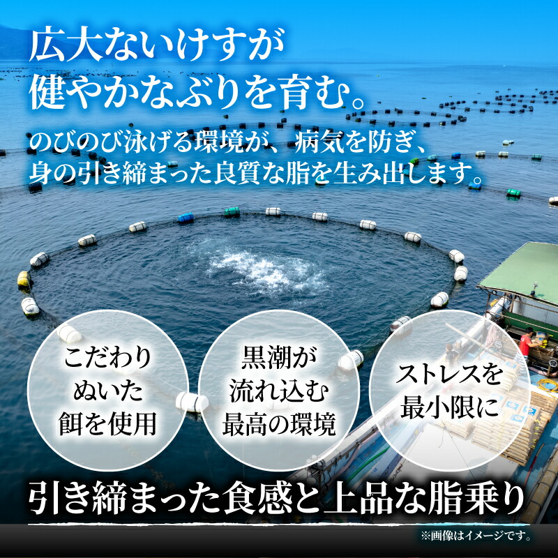 ブリ切り落とし 約750g(250g×3袋)  すくも湾漁業組合