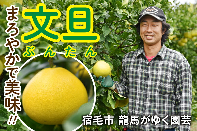 龍馬がゆく園芸の土佐文旦5kg
