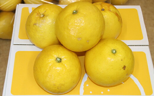 土佐文旦 10kg 家庭用 有田食品