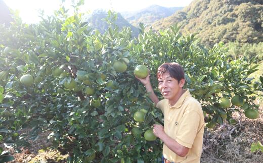 中西農園の土佐文旦10kg家庭用(大玉)