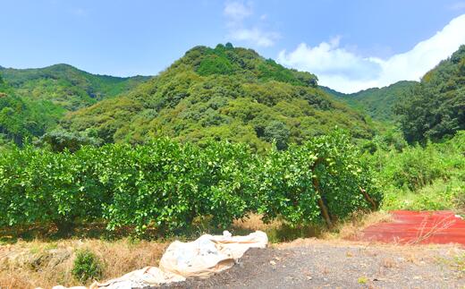 中西農園の土佐文旦10kg家庭用(大玉)