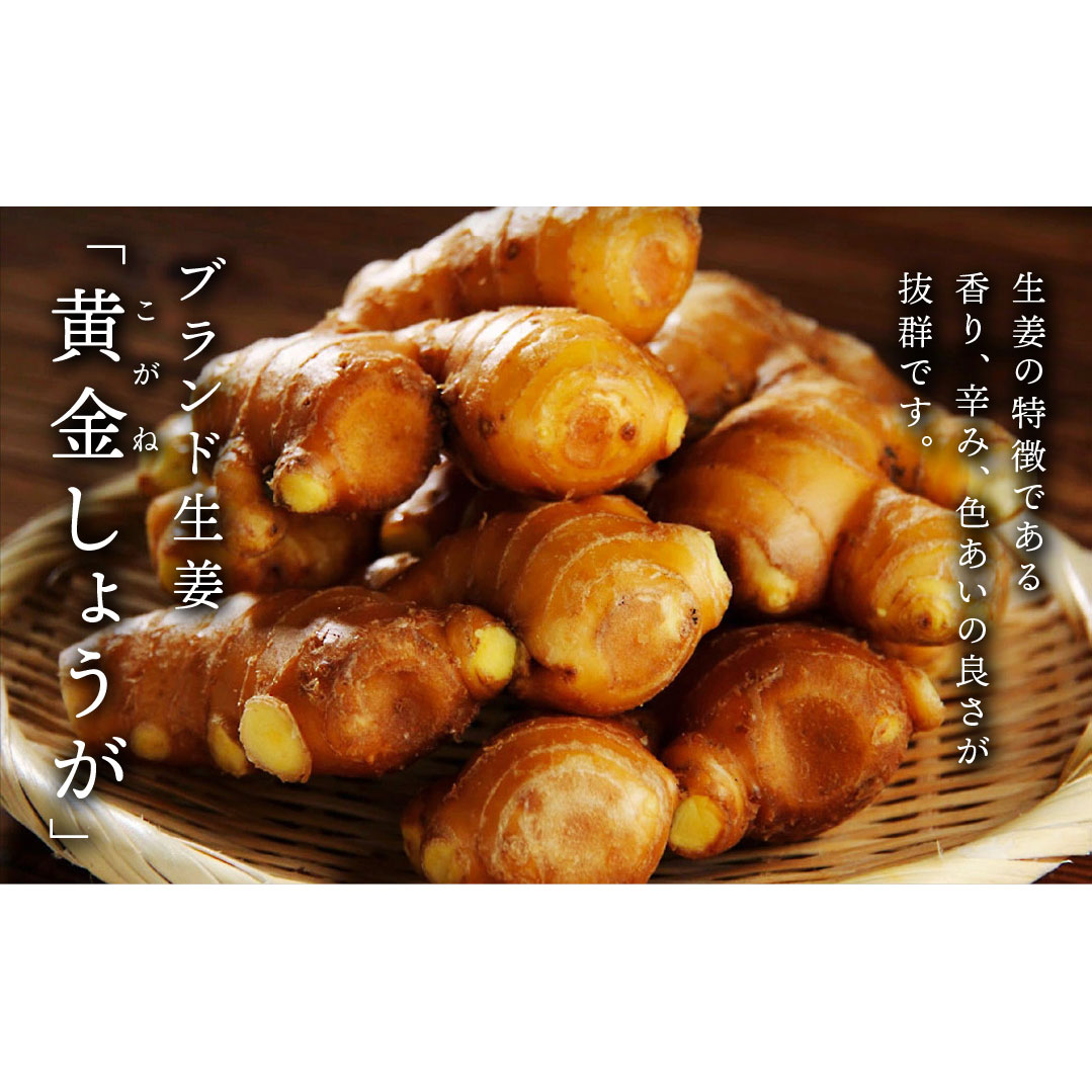 高知県産 黄金しょうが 2kg
