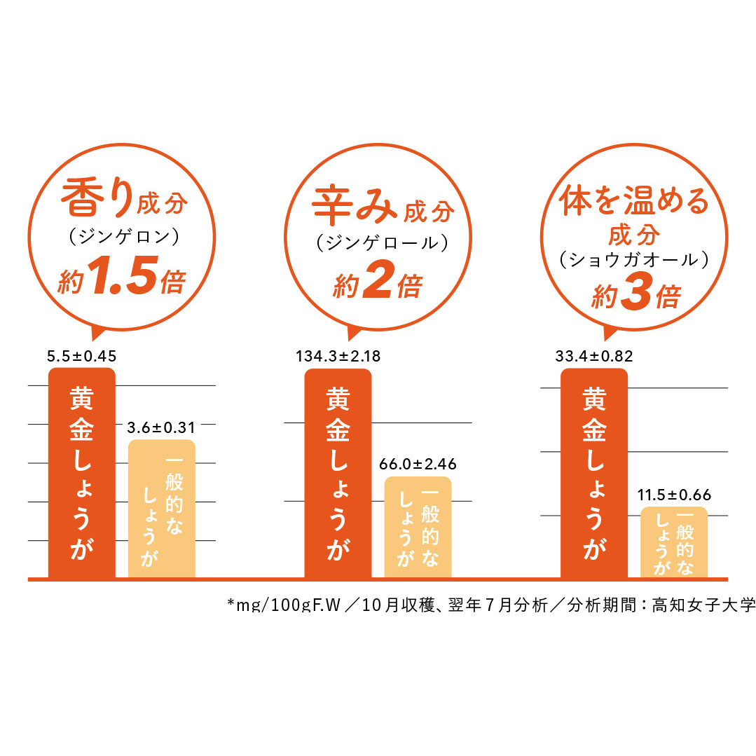 高知県産 黄金しょうが 4kg
