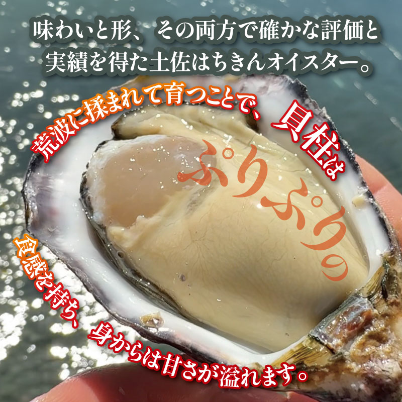 土佐はちきんオイスター 1kg 千代丸水産