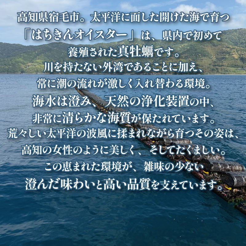 土佐はちきんオイスター 1kg 千代丸水産
