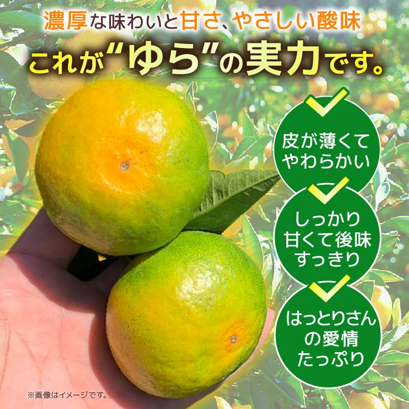 極早生ゆら服部さんが育てたみかん2Sサイズ 5kg 服部農園 極早生 ゆら 由良 みかん 2Sサイズ 5Kg 小玉 早生 緑みかん 果物 フルーツ くだもの 完熟 柑橘 甘い 酸味 HT-01