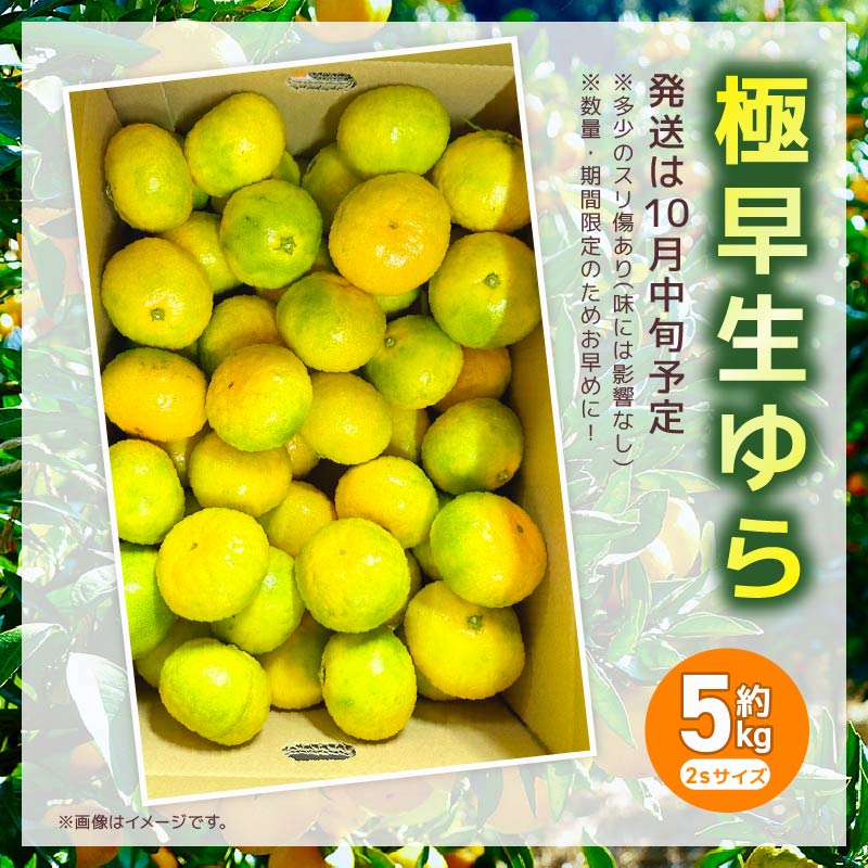 極早生ゆら服部さんが育てたみかん2Sサイズ 5kg 服部農園 極早生 ゆら 由良 みかん 2Sサイズ 5Kg 小玉 早生 緑みかん 果物 フルーツ くだもの 完熟 柑橘 甘い 酸味 HT-01