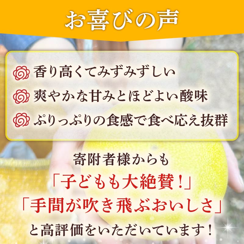 【先行予約】 土佐文旦 ぶんたん 選べるサイズ 容量 文旦 分担 文坦 柑橘 土佐文旦 生産農家直送 みかん 蜜柑 柑橘 柑橘類 期間限定 季節限定 先行予約 ふるさと納税 HT0006