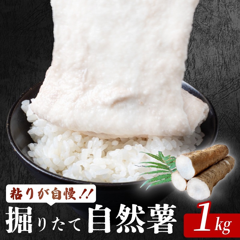 掘り立て 自然薯 安田町産 掘りたて 粘り 自慢 1kg  1キロ 国産 じねんじょ 山芋 専用箱入り 山いも やまいも 野菜 健康 とろろ 芋 スタミナ 栄養 おかず 米 高知県 安田町 JN0004