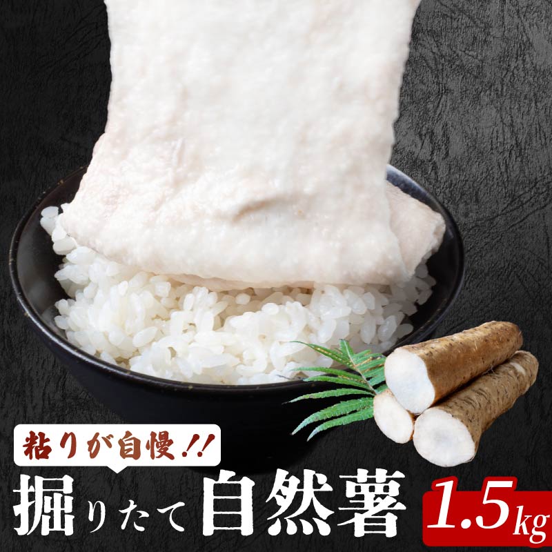 掘り立て 自然薯 安田町産 掘りたて 粘り 自慢 1.5kg  1.5キロ 国産 じねんじょ 山芋 専用箱入り 山いも やまいも 野菜 健康 とろろ 芋 スタミナ 米 高知県 安田町 JN0005
