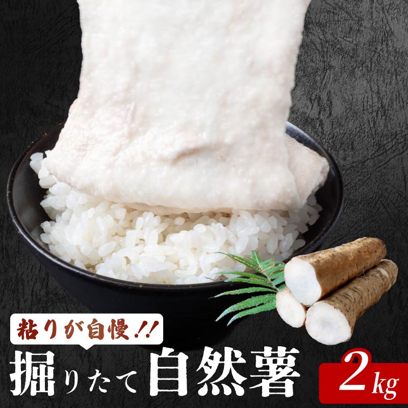 掘り立て 自然薯 安田町産 掘りたて 粘り 自慢 2kg  2キロ 国産 じねんじょ 山芋 専用箱入り 山いも やまいも 野菜 健康 とろろ 芋 スタミナ 栄養 おかず 米 高知県 安田町 JN0006