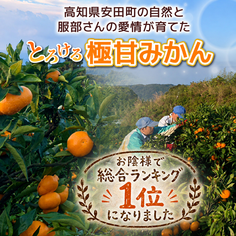 【総合ランキング1位】とろけるみかん S～Lサイズ 5kg 服部農園 早期予約 みかん 5kg 柑橘 蜜柑 期間限定 季節限定 先行予約 ふるさと納税 ふるさと納税みかん 人気 クリスマス HT-05