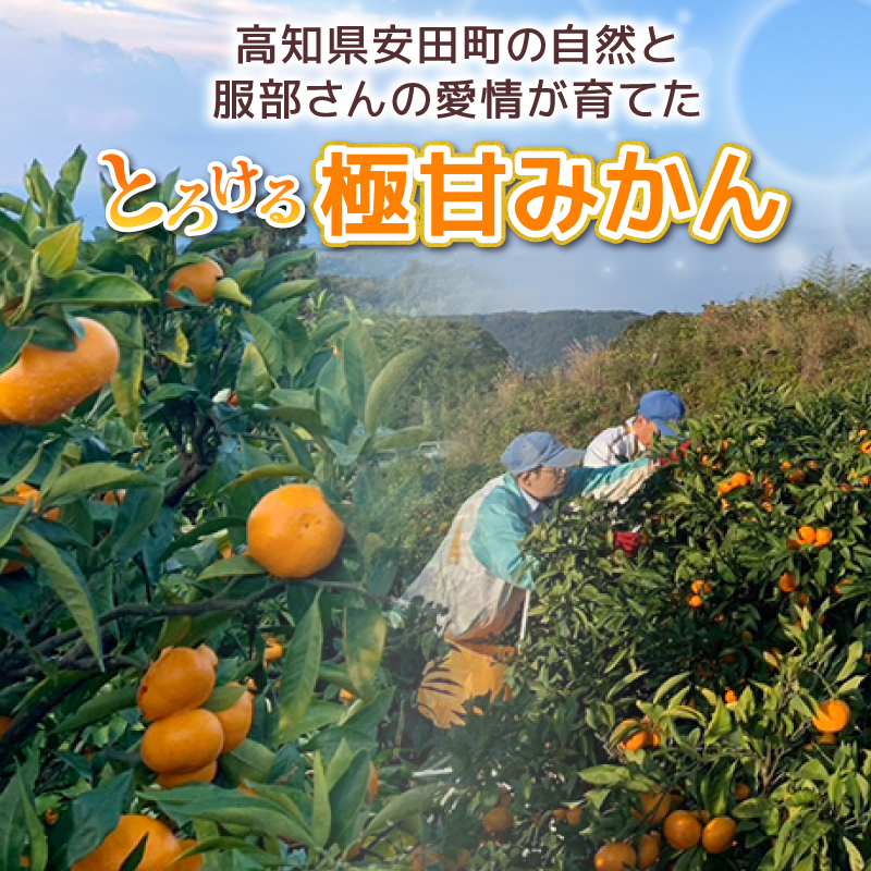 【選べる】 とろけるみかん S～Lサイズ 5kg 服部農園 早期予約 家庭用 みかん 5kg 柑橘 蜜柑 期間限定 季節限定 先行予約 ふるさと納税 人気 クリスマス HT-05