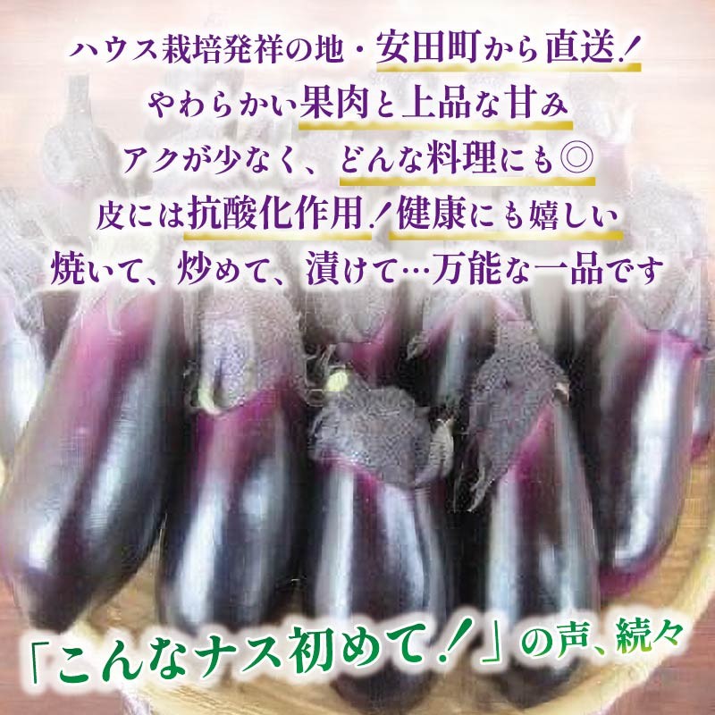 【先行受付】 選べる その日に発送 新鮮ナス 20～24本程度 先行受付 朝採れ ナス なすび 大容量 20本以上 採れたて 産地直送 小分け 大人気 新鮮 旬 野菜 茄子 焼きナス TR-0007
