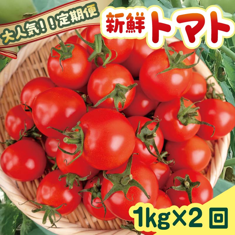 【先行予約】 【11月より順次発送】 トマト 定期便 安田町産 新鮮 1kg 定期便 2回発送 早期予約 2ヶ月 トマト 1kg 採れたて 夏野菜 フレッシュ 産地直送 甘いトマト レシピ TR-05