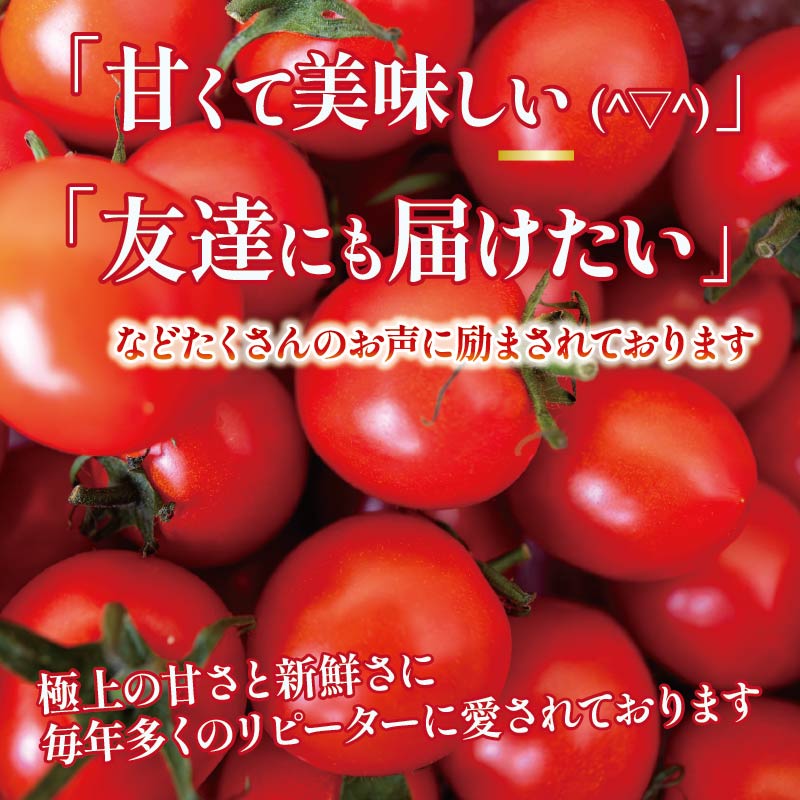 【先行予約】 【11月より順次発送】 トマト 定期便 安田町産 新鮮 1kg 定期便 2回発送 早期予約 2ヶ月 トマト 1kg 採れたて 夏野菜 フレッシュ 産地直送 甘いトマト レシピ TR-05