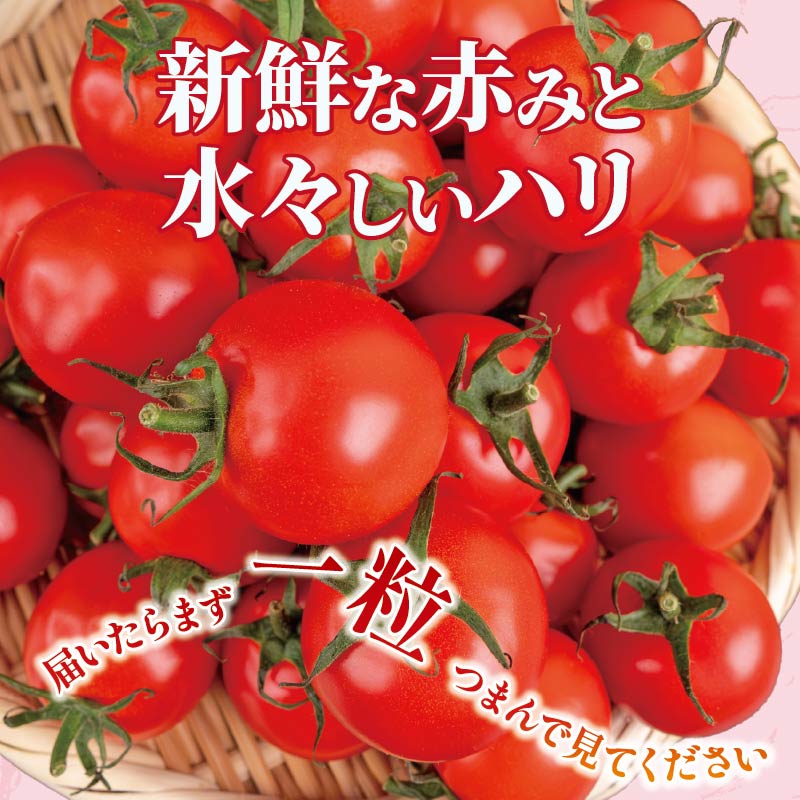 【先行予約】 【11月より順次発送】 トマト 定期便 安田町産 新鮮 1kg 定期便 2回発送 早期予約 2ヶ月 トマト 1kg 採れたて 夏野菜 フレッシュ 産地直送 甘いトマト レシピ TR-05