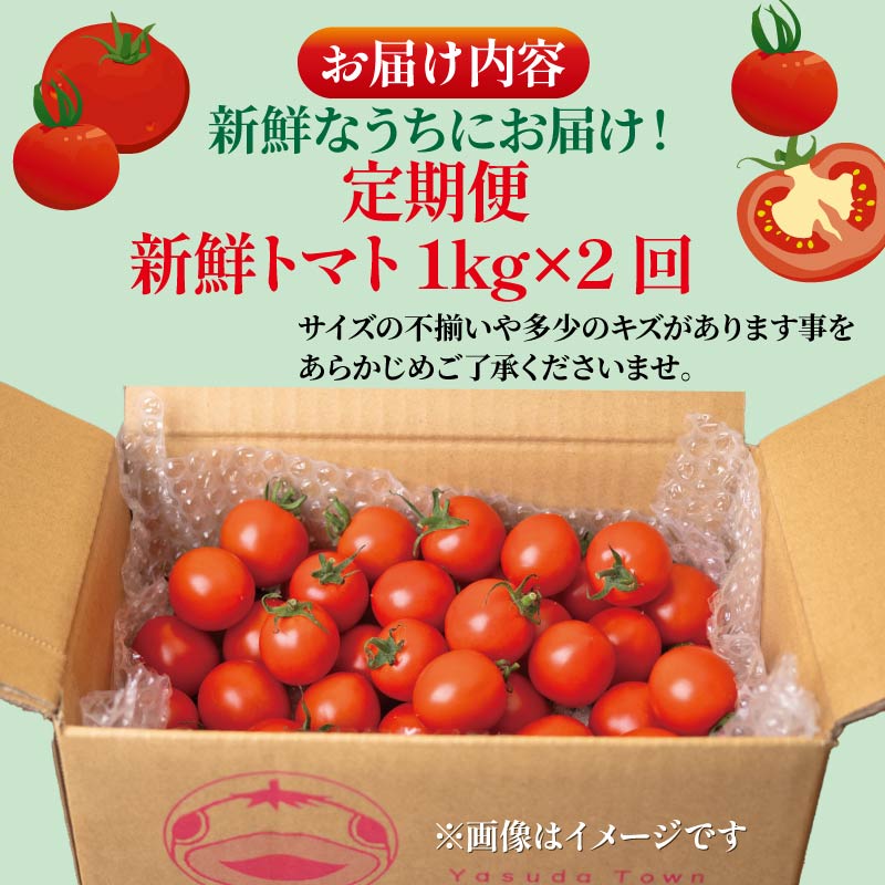 【先行予約】 【11月より順次発送】 トマト 定期便 安田町産 新鮮 1kg 定期便 2回発送 早期予約 2ヶ月 トマト 1kg 採れたて 夏野菜 フレッシュ 産地直送 甘いトマト レシピ TR-05