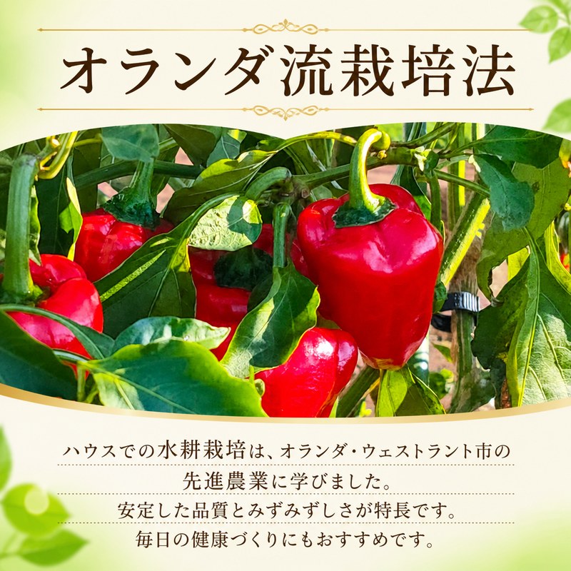 【訳あり/秀品】 赤ピーマン 1kg 1キロ ふるさと納税野菜 野菜 やさい ピーマン ピマン レシピ 熟成 完熟 サラダ 彩り 青椒 甘唐辛子 KN0001