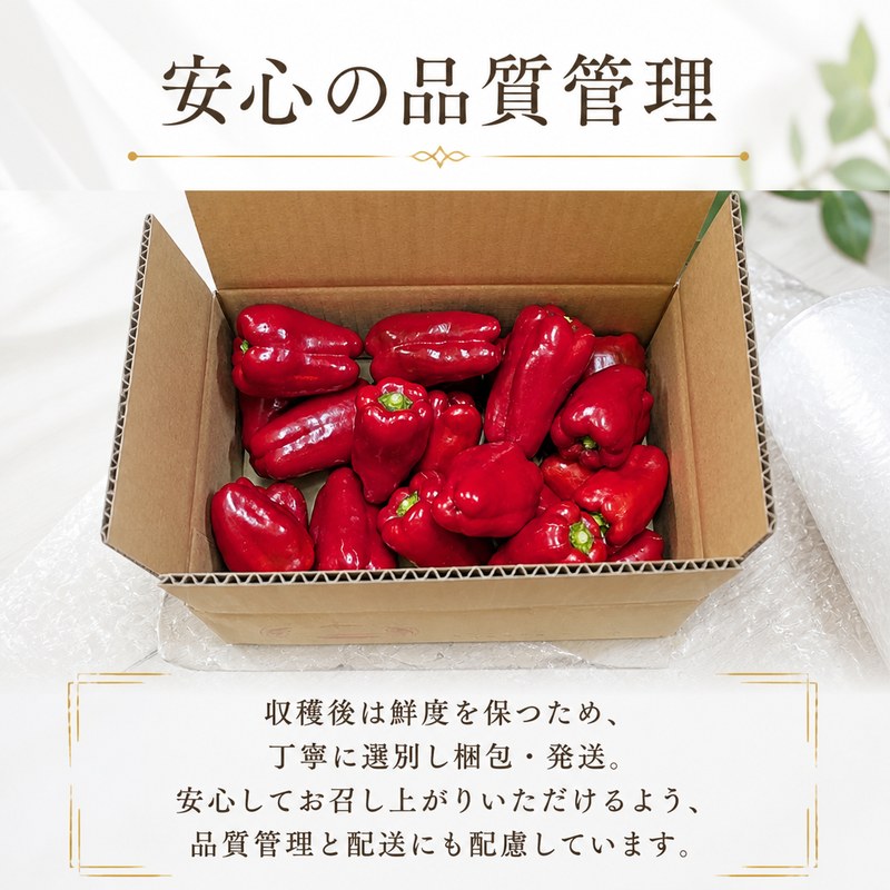 【訳あり/秀品】 赤ピーマン 1kg 1キロ ふるさと納税野菜 野菜 やさい ピーマン ピマン レシピ 熟成 完熟 サラダ 彩り 青椒 甘唐辛子 KN0001