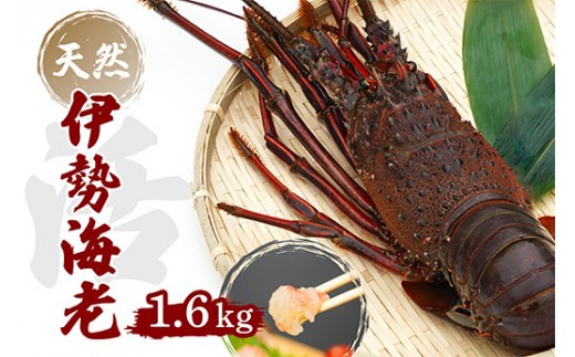 伊勢海老 1.6kg 1尾 ～ 4尾 レシピ 付 天然 産地直送 活き 1600g 伊勢エビ 伊勢 海老 エビ イセエビ えび いせえび 刺身 さしみ 焼き物 味噌汁 鍋 塩ゆで ボイル エビフライ