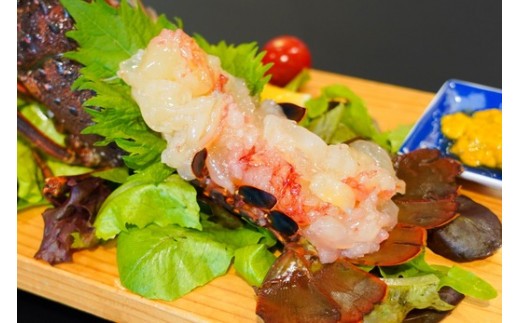 伊勢海老 1.6kg 1尾 ~ 4尾 レシピ 付 天然 産地直送 活き 1600g 伊勢エビ 伊勢 海老 エビ イセエビ えび いせえび 刺身 さしみ 焼き物 味噌汁 鍋 塩ゆで ボイル エビフライ