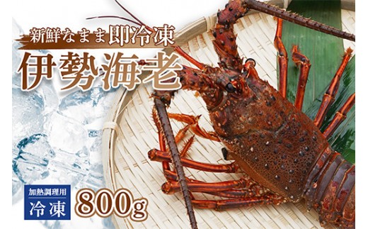 伊勢海老 800g