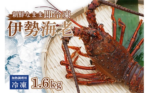 伊勢海老 1.6kg ( 冷凍 ) 訳あり 1600g 加熱用 エビ えび 家庭用 規格外 訳あり 訳アリ 産地直送 伊勢エビ 伊勢 海老 エビ イセエビ えび いせえび 焼き物 味噌汁 鍋 塩ゆで