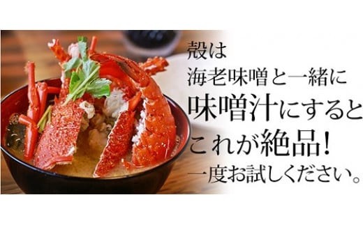 伊勢海老 1.6kg ( 冷凍 ) 訳あり 1600g 加熱用 エビ えび 家庭用 規格外 訳あり 訳アリ 産地直送 伊勢エビ 伊勢 海老 エビ イセエビ えび いせえび 焼き物 味噌汁 鍋 塩ゆで