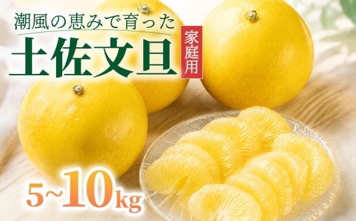 【令和9年1月下旬発送開始】　土佐文旦 5kg  3L~5L  40箱限定 大玉 家庭用 文旦 ぶんたん みかん mikan 蜜柑 ミカン 産地直送 国産 減農薬 特産品 ゼリー ジュース  ジャム