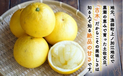 【令和9年1月下旬発送開始】　土佐文旦 5kg  3L~5L  40箱限定 大玉 家庭用 文旦 ぶんたん みかん mikan 蜜柑 ミカン 産地直送 国産 減農薬 特産品 ゼリー ジュース  ジャム