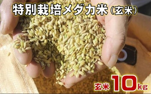 特別 栽培 メダカ 玄米 約10kg