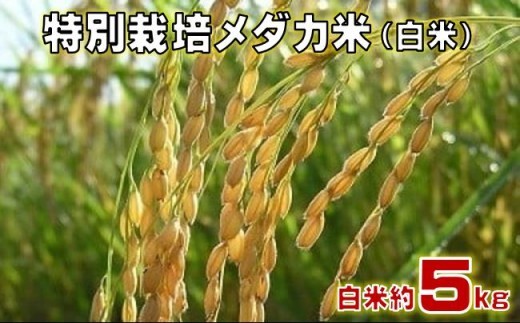 特別 栽培 メダカ 米 白米 約5kg