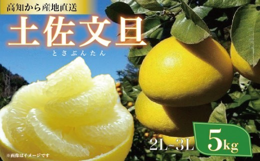 土佐文旦 5kg