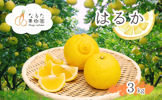 成田果樹園のはるか 3kg
