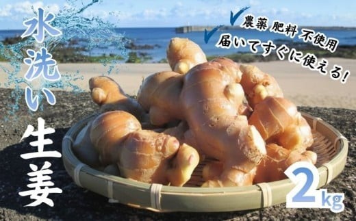 自然の力だけで育てた こだわり 農法の生姜