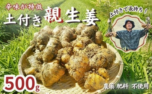 こだわり 農法 親生姜 土付き 500g