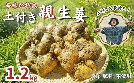 こだわり 農法 親生姜 土付き 1.2kg