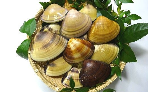 天然 ハマグリ 8年物 加熱用 はまぐり 約2kg