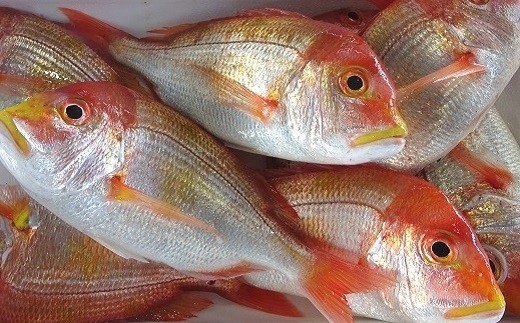手釣り レンコダイ 1.6kg前後 旬の魚シリーズ [1276]