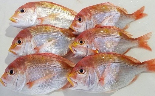 手釣り レンコダイ 3.0kg前後