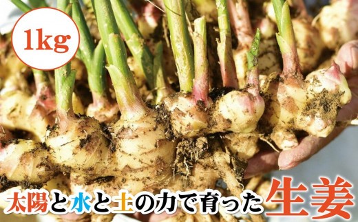 生姜 1kg