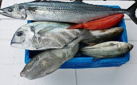 漁師に おまかせ 鮮魚 セット A 約 3kg 海鮮 新鮮 魚 お魚 魚介類 魚貝 詰め合わせ 冷蔵 高知 黒潮町 [1075]
