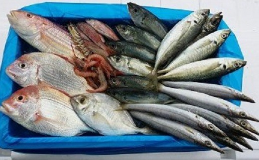 漁師に おまかせ 鮮魚 セット B 約 2kg 海鮮 新鮮 魚 お魚 魚介類 魚貝 詰め合わせ 冷蔵 高知 黒潮町 [1076]