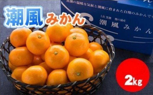 商標登録 潮風みかん 2kg 高知県 黒潮町産 [1398-2]