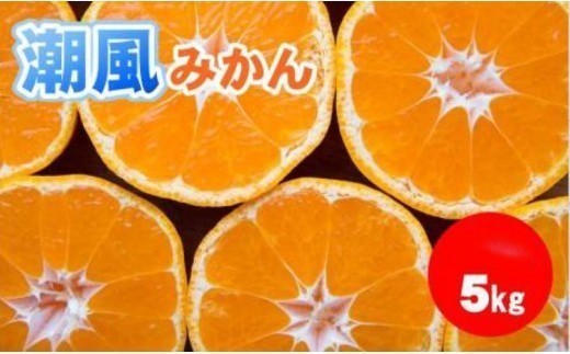 商標登録 潮風みかん 5kg みかん ミカン 蜜柑 柑橘 果物 フルーツ 高知県 高知 黒潮町 [1289‐2]