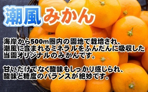 商標登録 潮風みかん 5kg みかん ミカン 蜜柑 柑橘 果物 フルーツ 高知県 高知 黒潮町 [1289‐2]