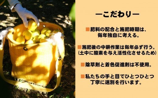 商標登録 潮風みかん 5kg みかん ミカン 蜜柑 柑橘 果物 フルーツ 高知県 高知 黒潮町 [1289‐2]