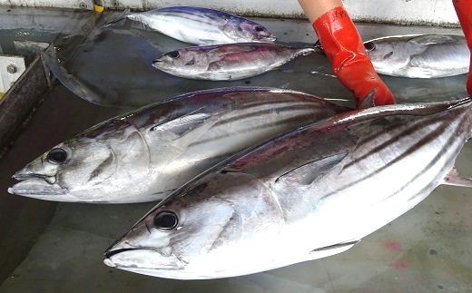 初鰹 1.0kg 2尾 新鮮 天然 国産 かつお 鰹 カツオ 旬 鮮魚 魚貝 魚介類 海鮮 魚 お魚 季節限定 期間限定 土佐佐賀港水揚げ 高知県 高知 黒潮町 [1278]